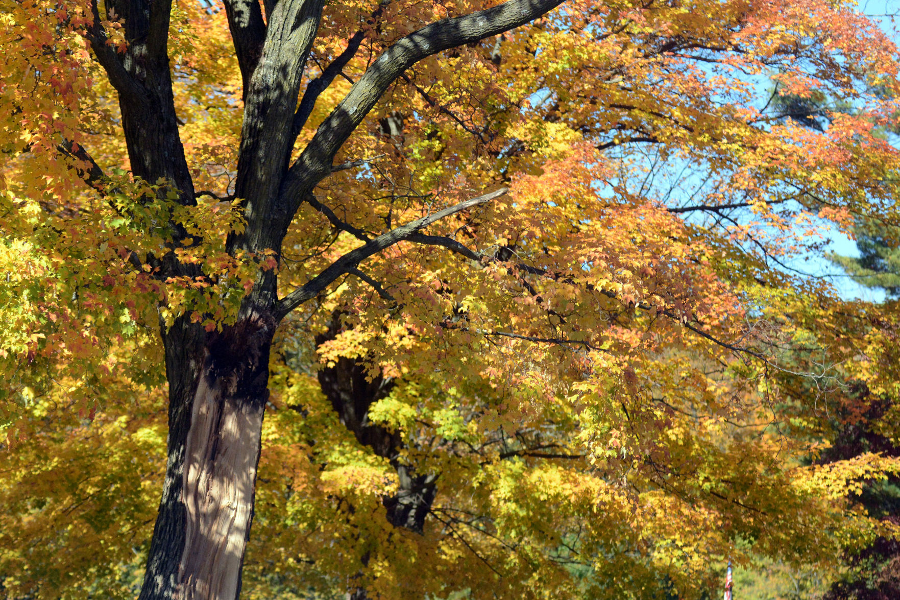 Baraboo area fall color, Oct. 8, 2020